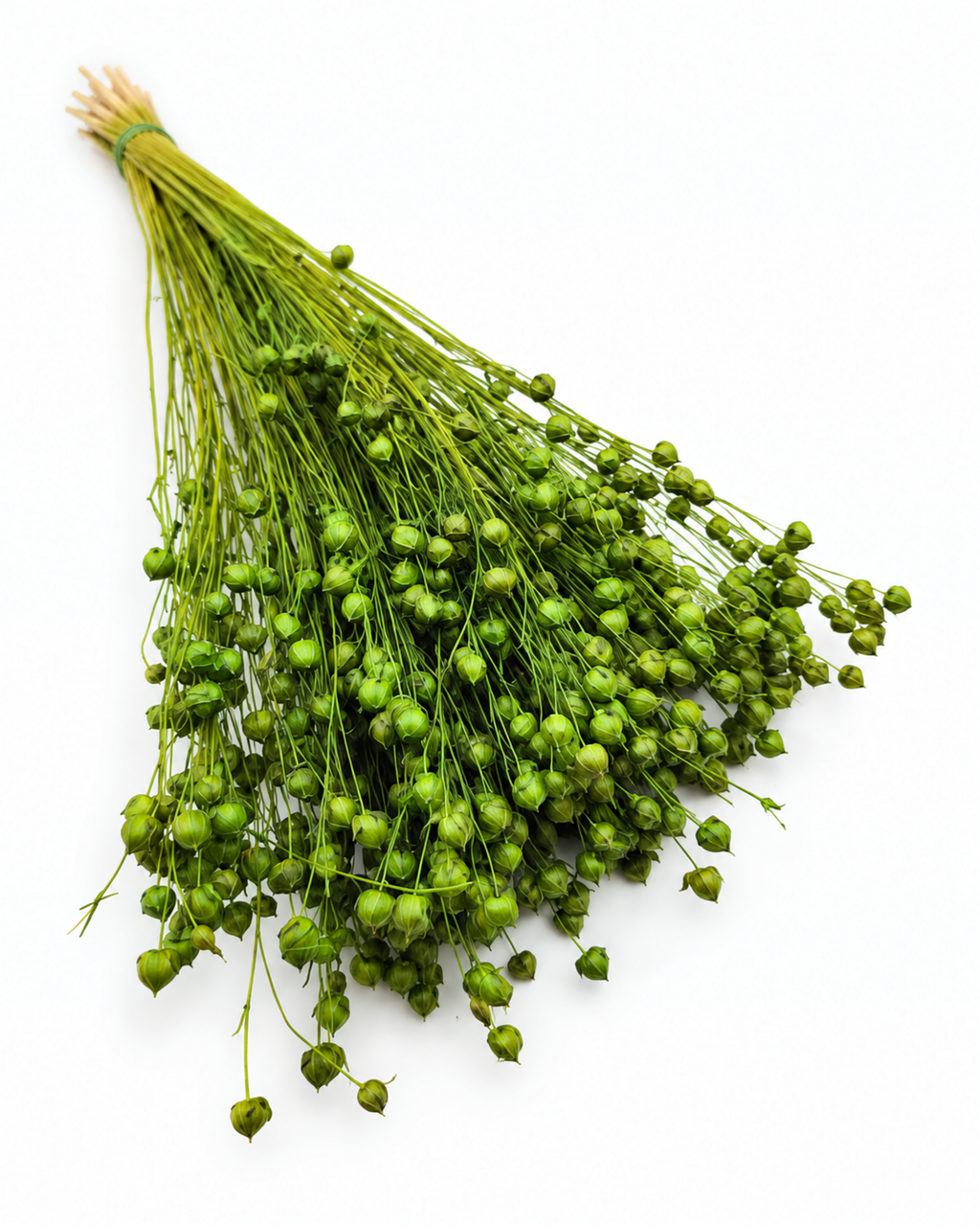 Green Dried Flax Stems - Linum - 95 g / 40 cm