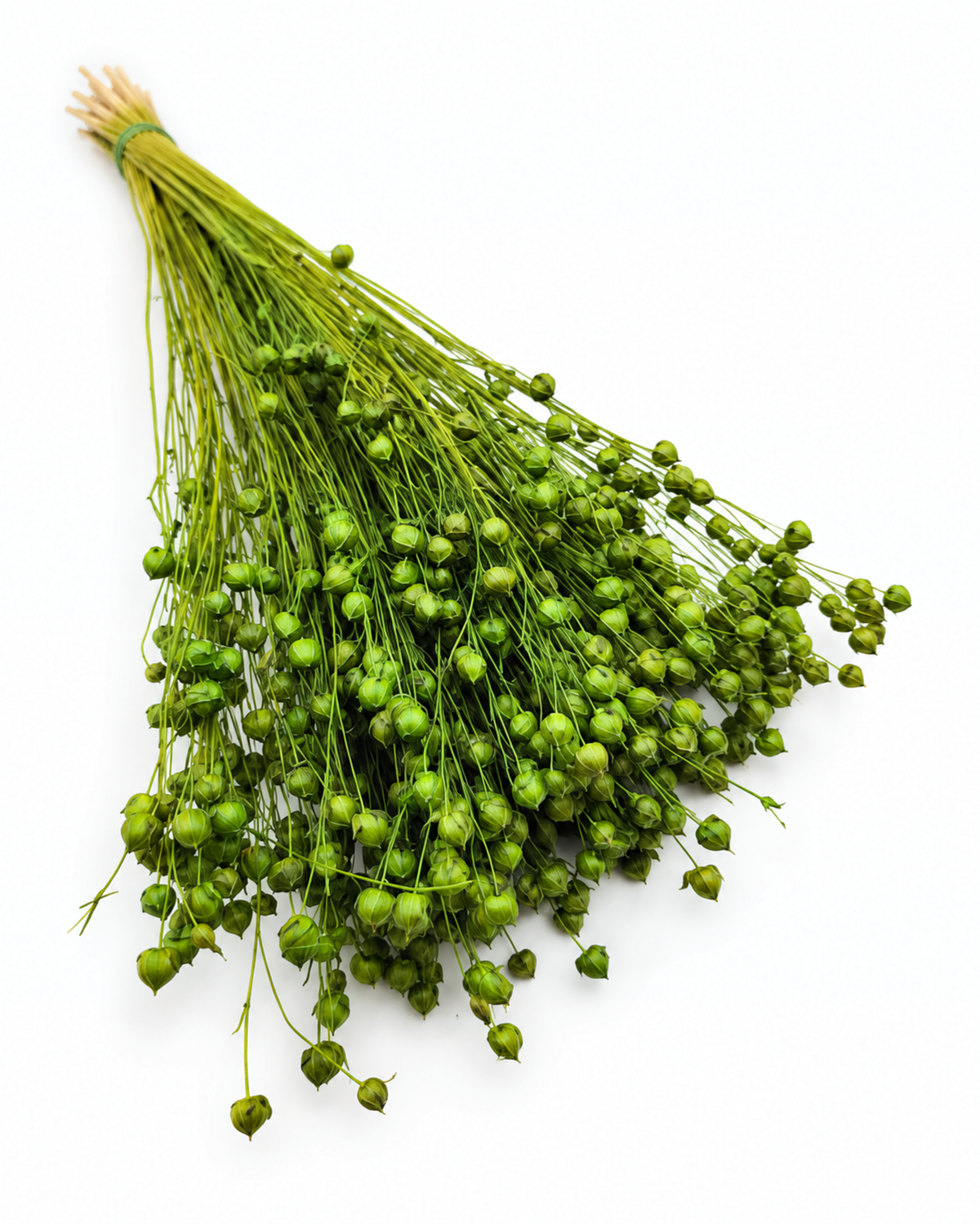 Green Dried Flax Stems - Linum - 95 g / 40 cm
