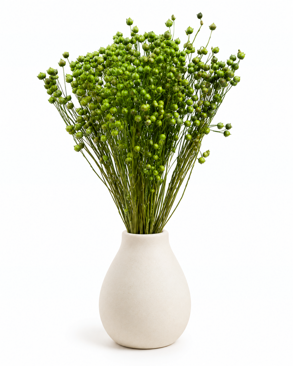 Green Dried Flax Stems - Linum - 95 g / 40 cm
