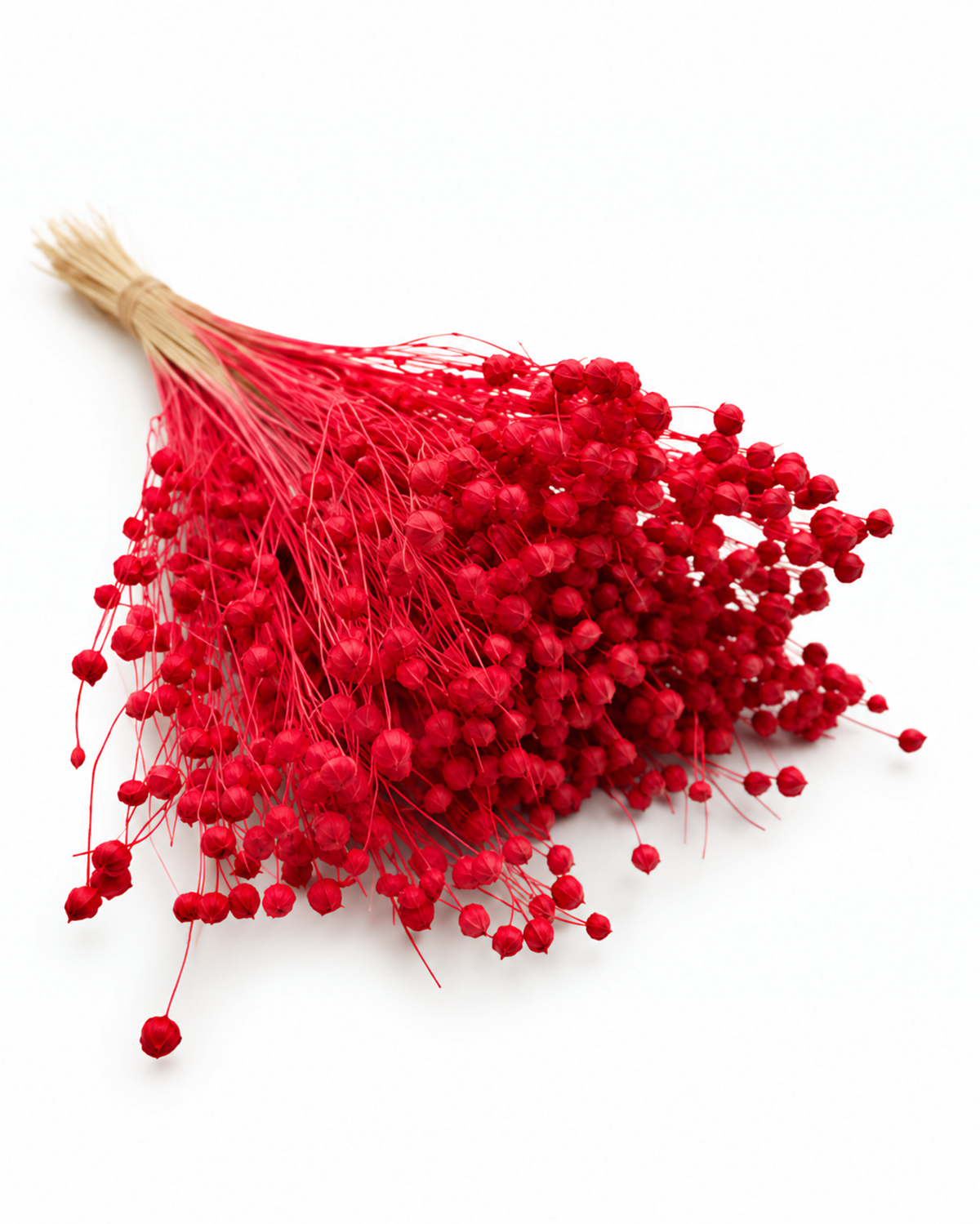 Red Dried Flax Stems - Linum - 95 g / 40 cm