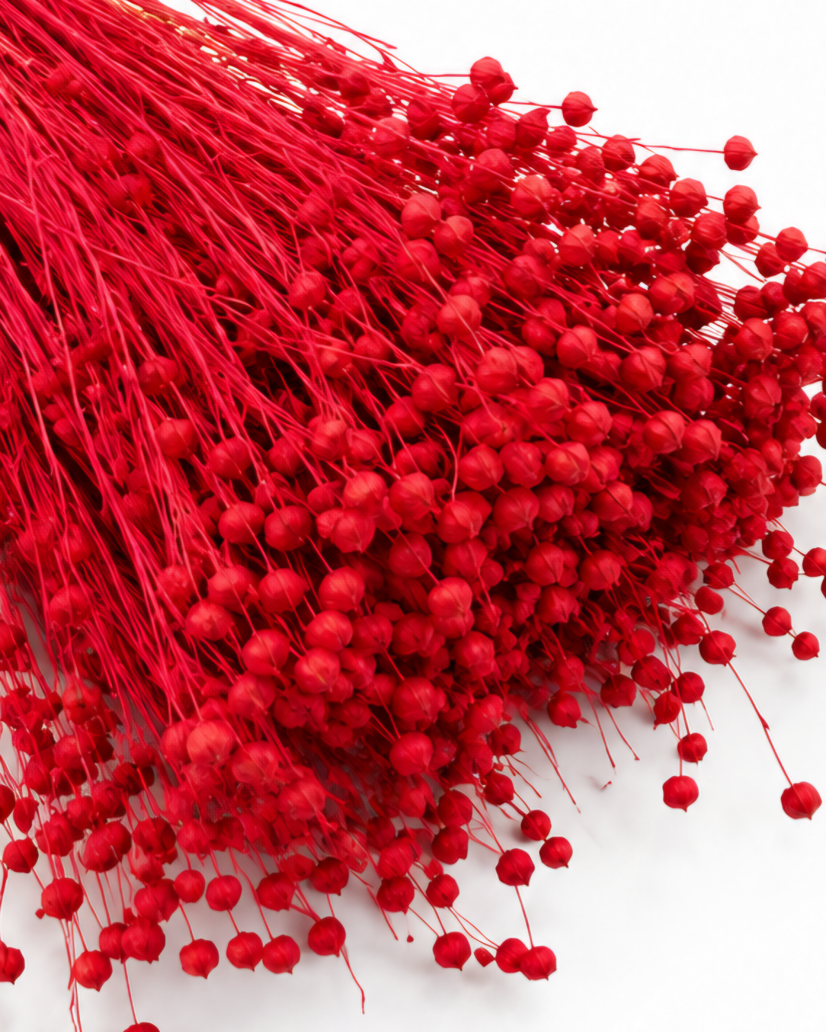 Red Dried Flax Stems - Linum - 95 g / 40 cm