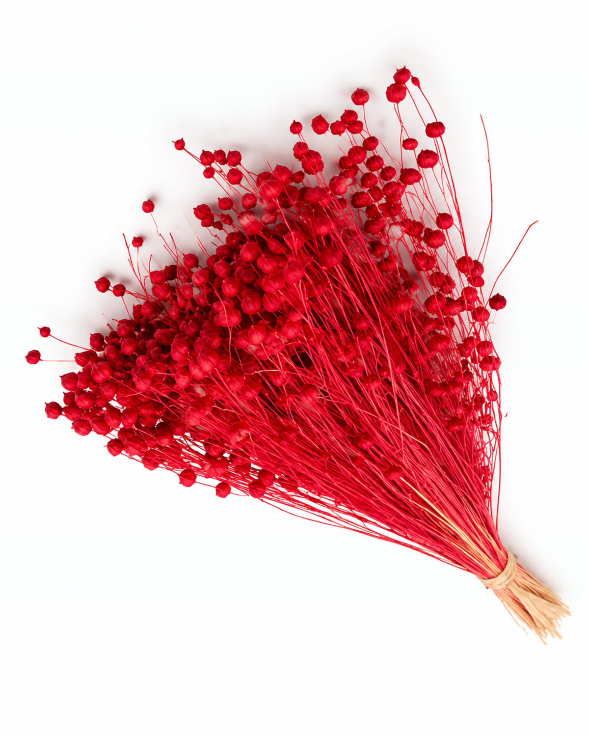 Red Dried Flax Stems - Linum - 95 g / 40 cm