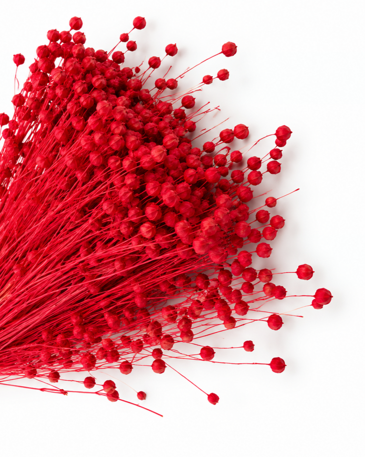 Red Dried Flax Stems - Linum - 95 g / 40 cm