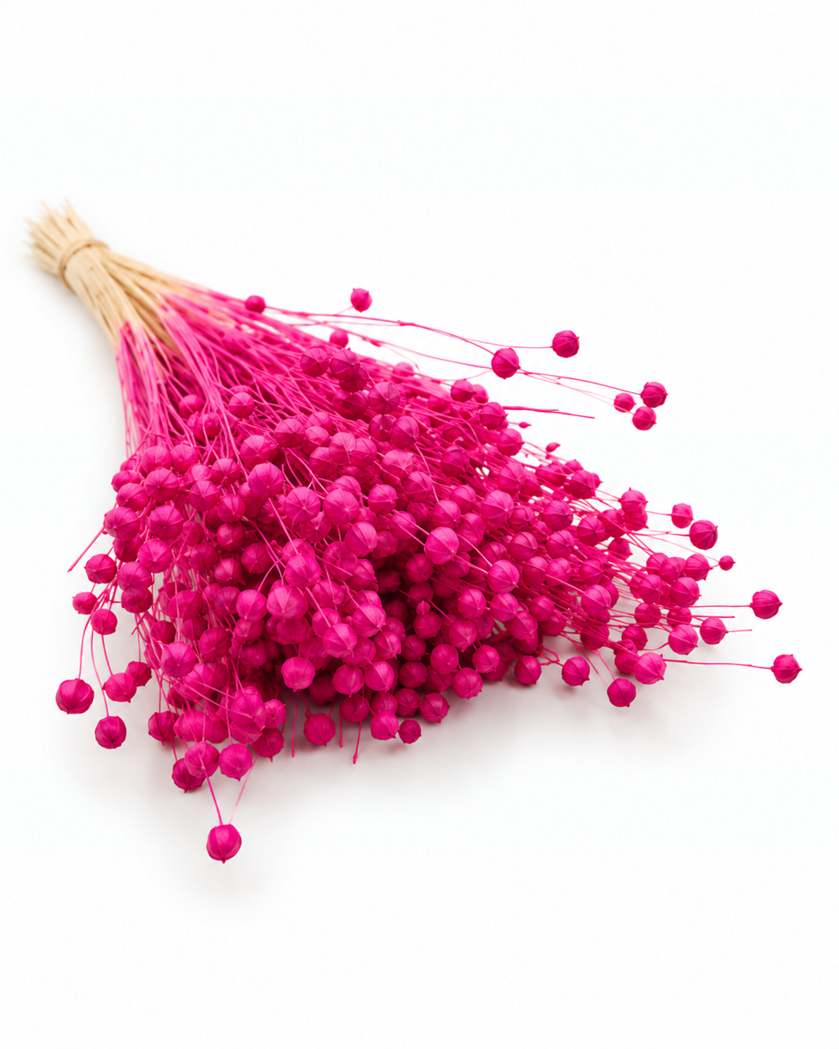 Fuchsia Dried Flax Stems - Linum - 95 g / 40 cm