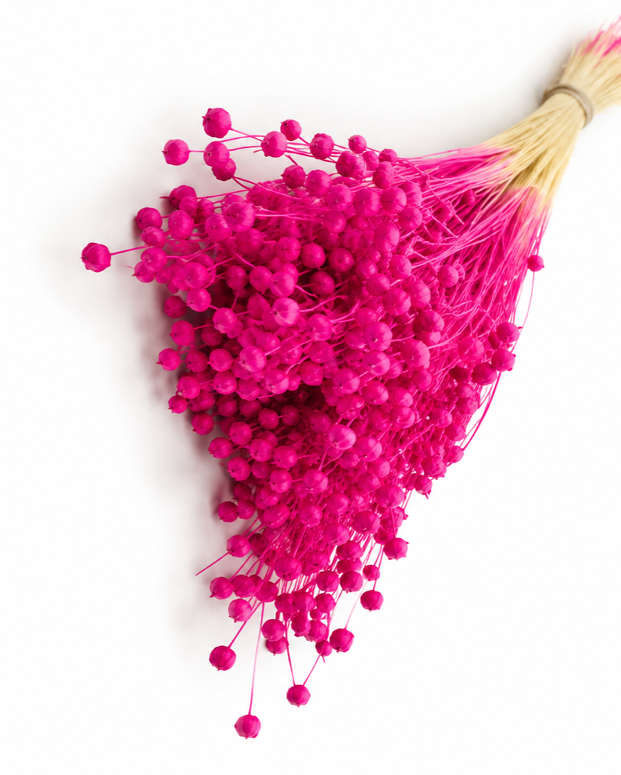 Fuchsia Dried Flax Stems - Linum - 95 g / 40 cm