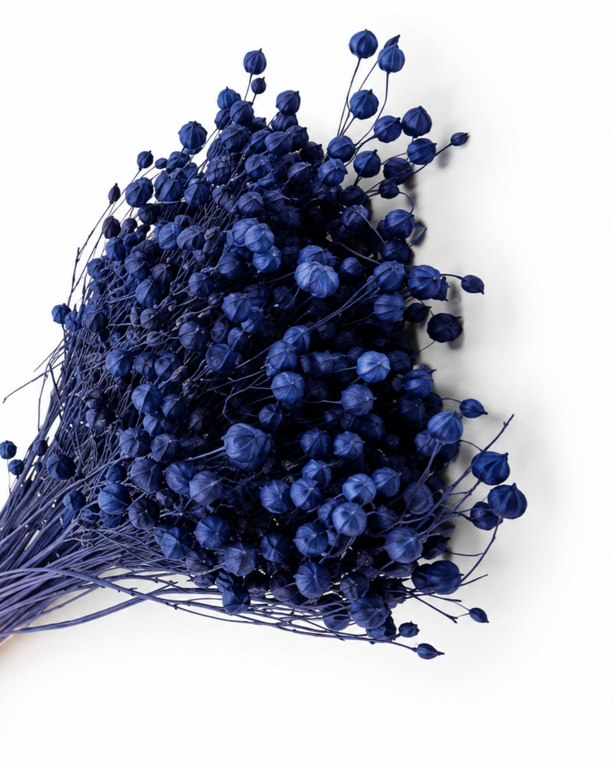 Navy Blue Dried Flax Stems - Linum - 95 g / 40 cm

Length: approx. 40 cm
Stem count: 150
Weight: approx. 95 g (depending on bou