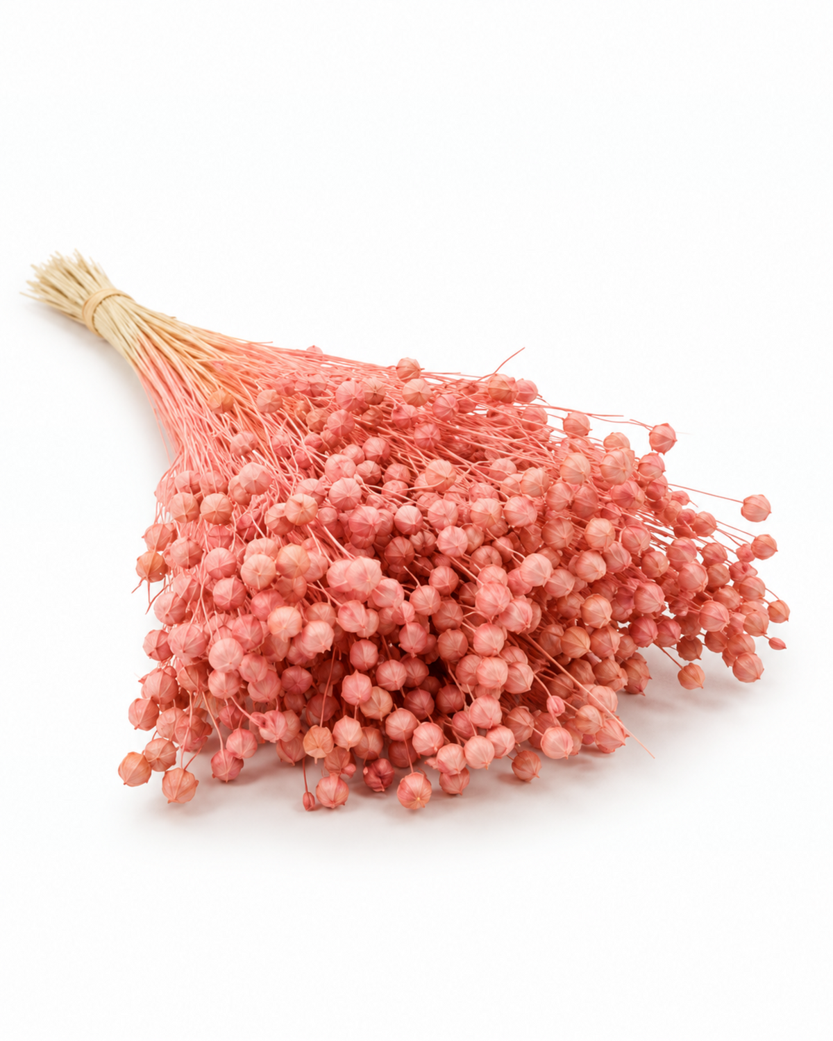 Light Pink Dried Flax Stems - Linum - 95 g / 40 cm