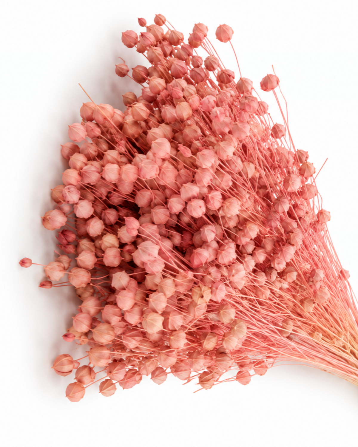 Light Pink Dried Flax Stems - Linum - 95 g / 40 cm