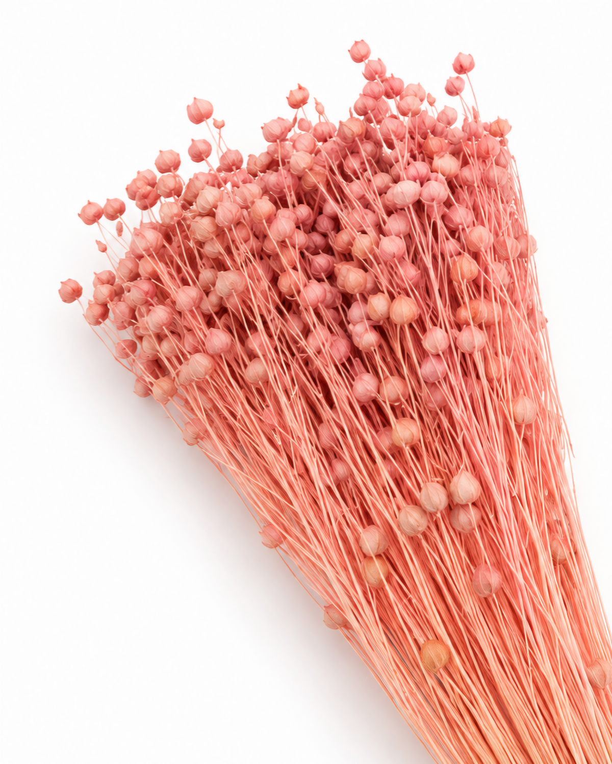 Light Pink Dried Flax Stems - Linum - 95 g / 40 cm