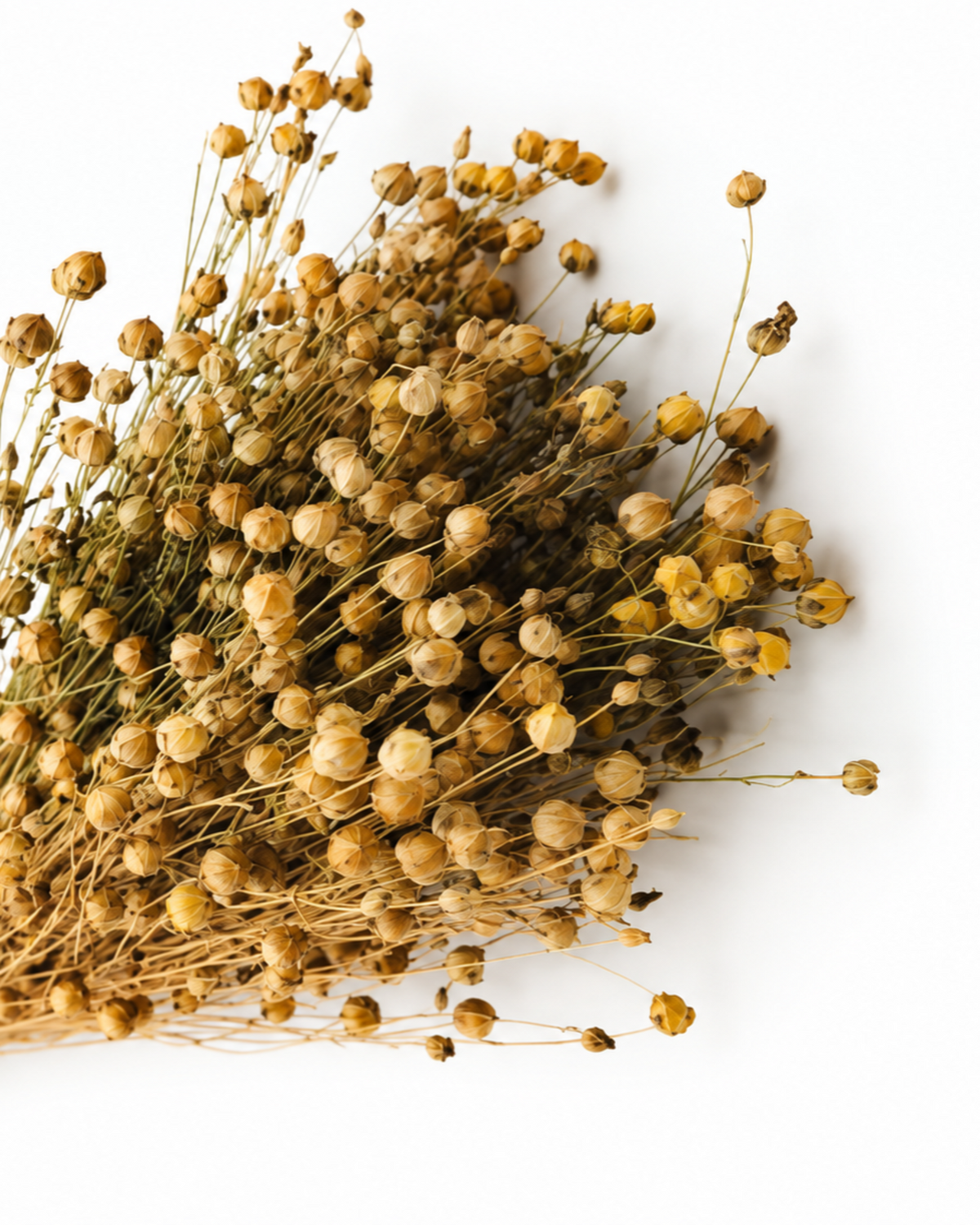 Natural Dried Flax Stems - Linum - 95 g / 40 cm
