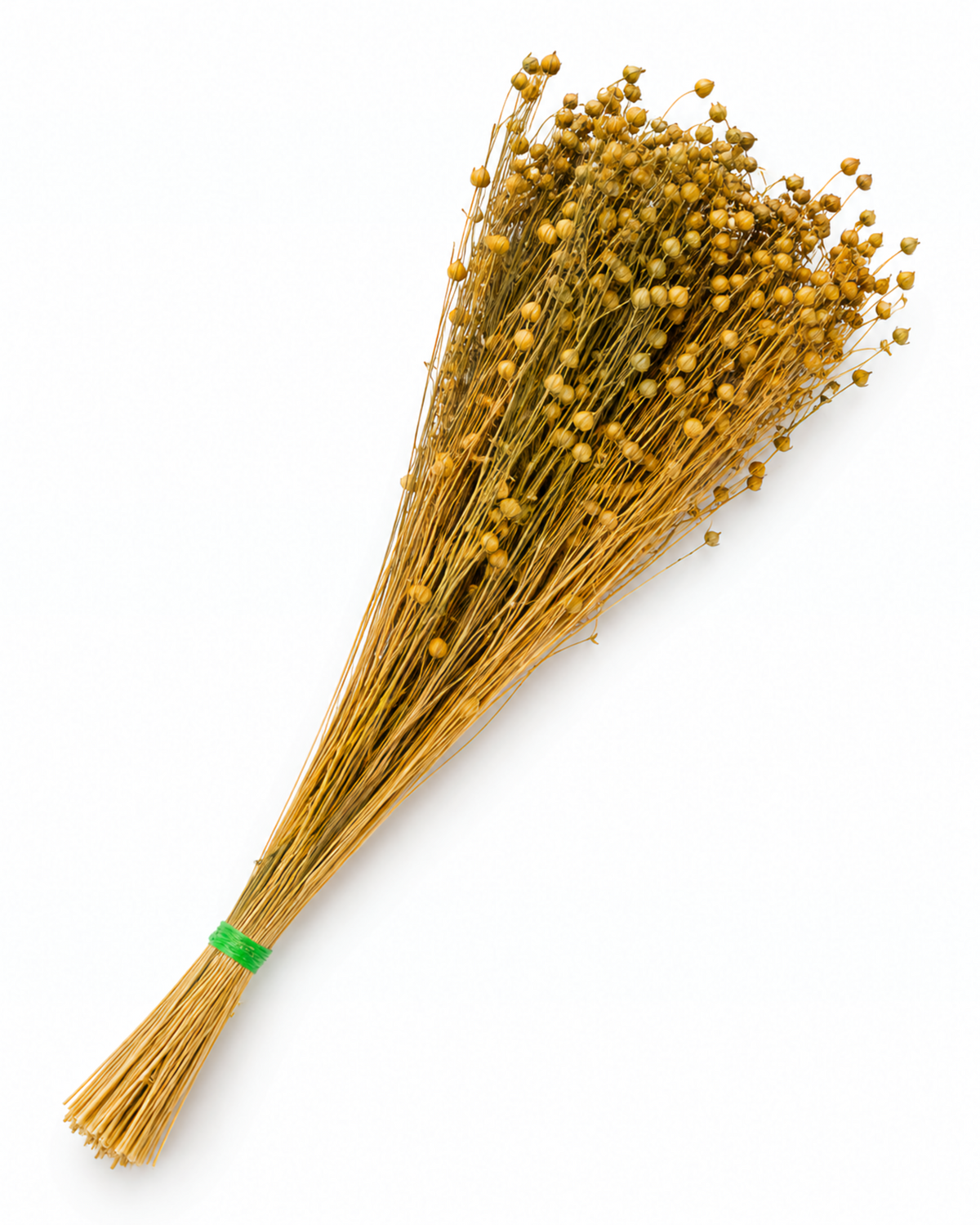 Natural Dried Flax Stems - Linum - 95 g / 40 cm