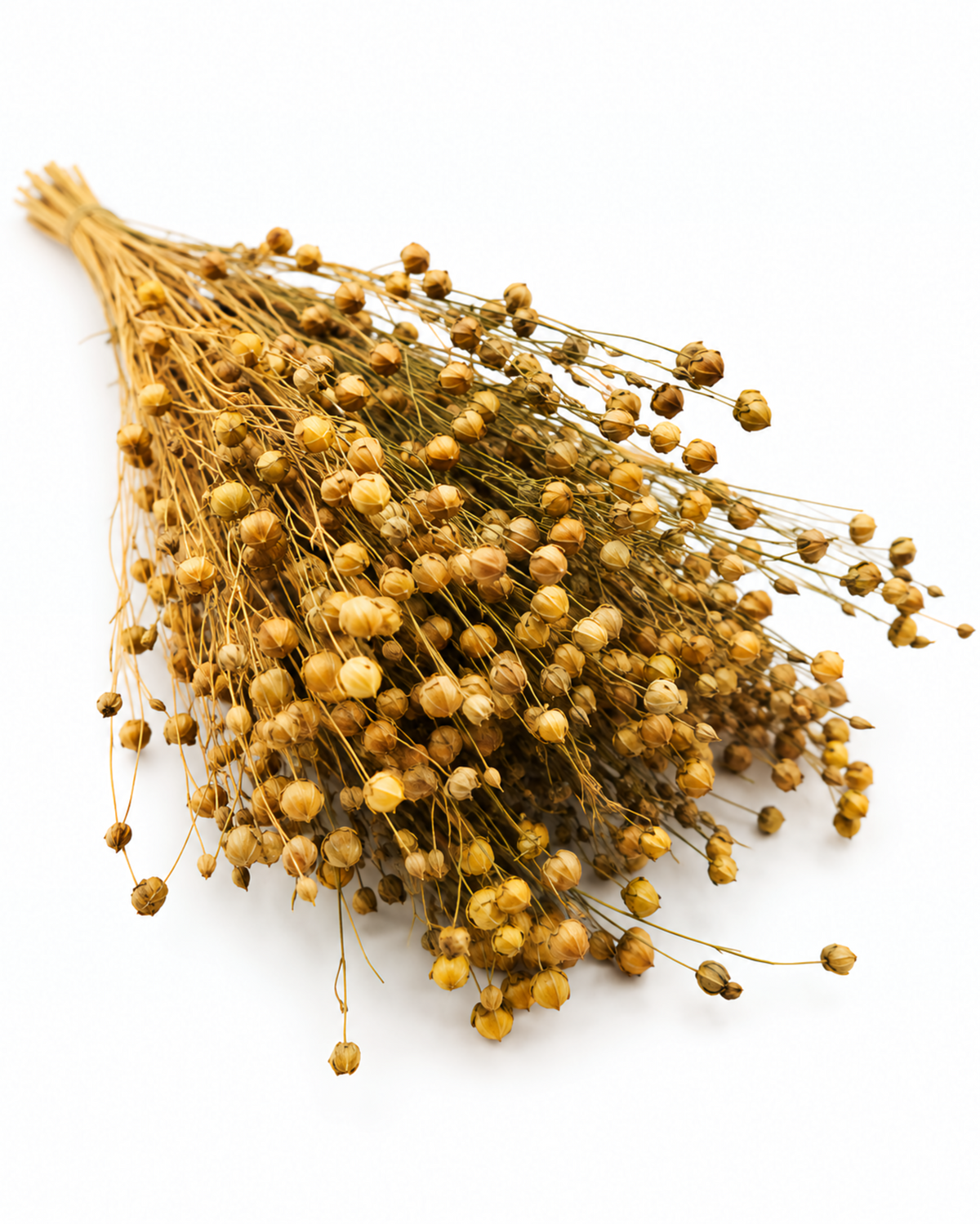 Natural Dried Flax Stems - Linum - 95 g / 40 cm