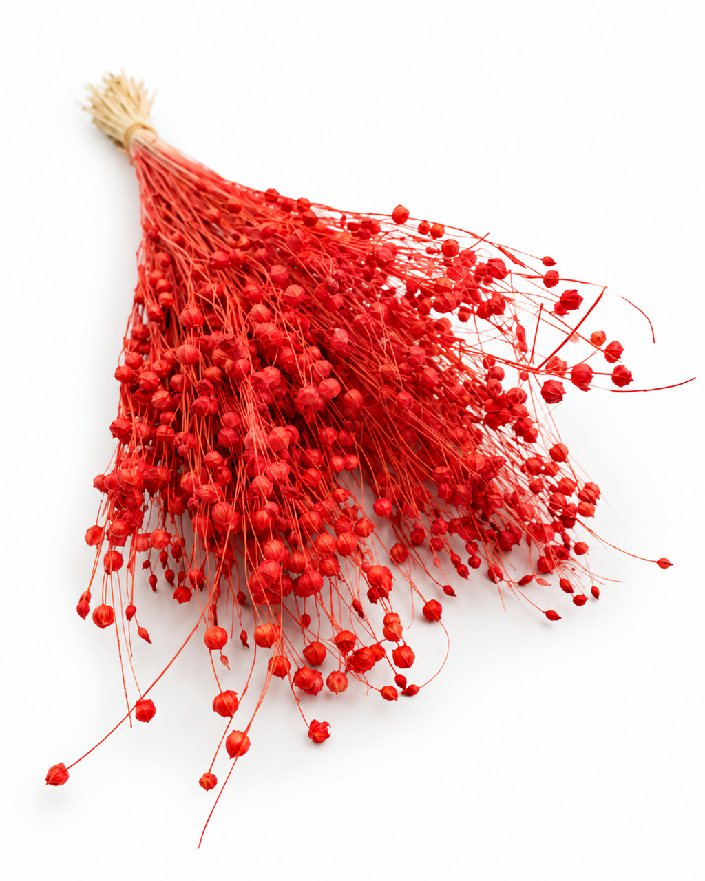 Orange Dried Flax Stems - Linum - 95 g / 40 cm