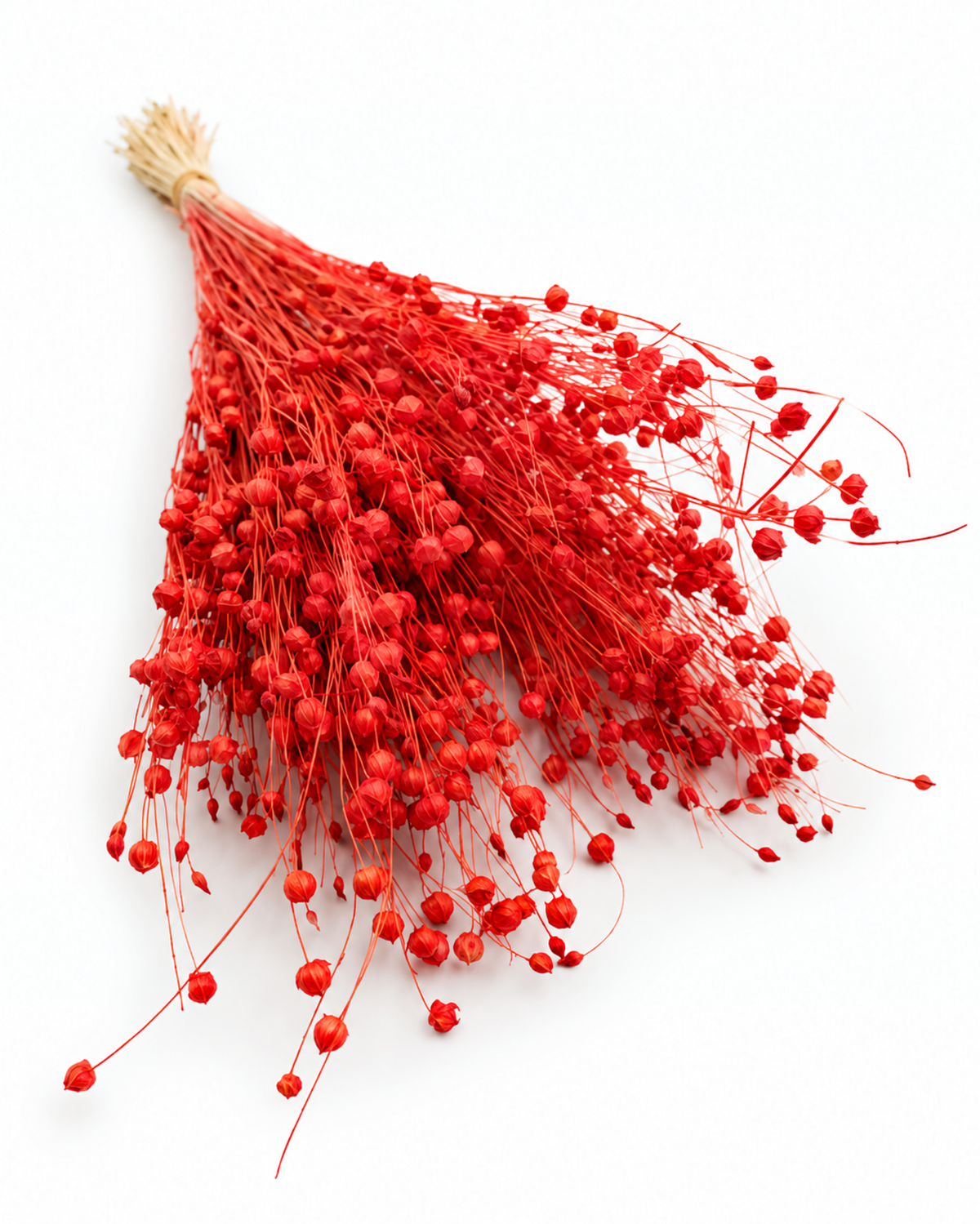 Orange Dried Flax Stems - Linum - 95 g / 40 cm