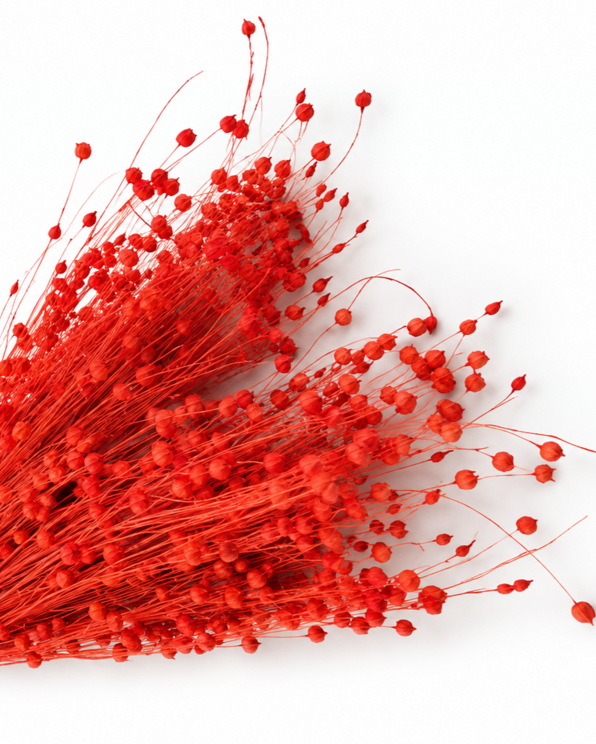 Orange Dried Flax Stems - Linum - 95 g / 40 cm