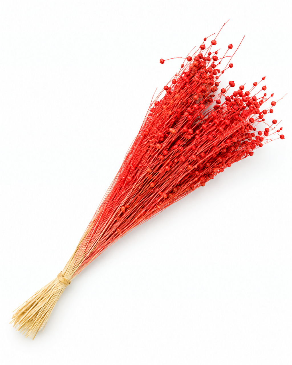 Orange Dried Flax Stems - Linum - 95 g / 40 cm