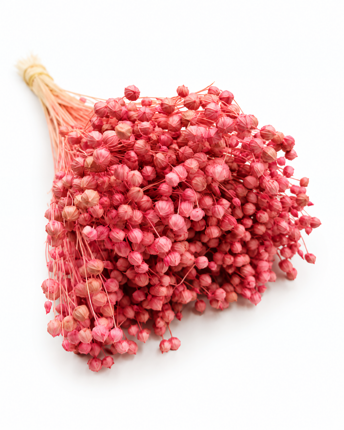 Pink Dried Flax Stems - Linum - 95 g / 40 cm