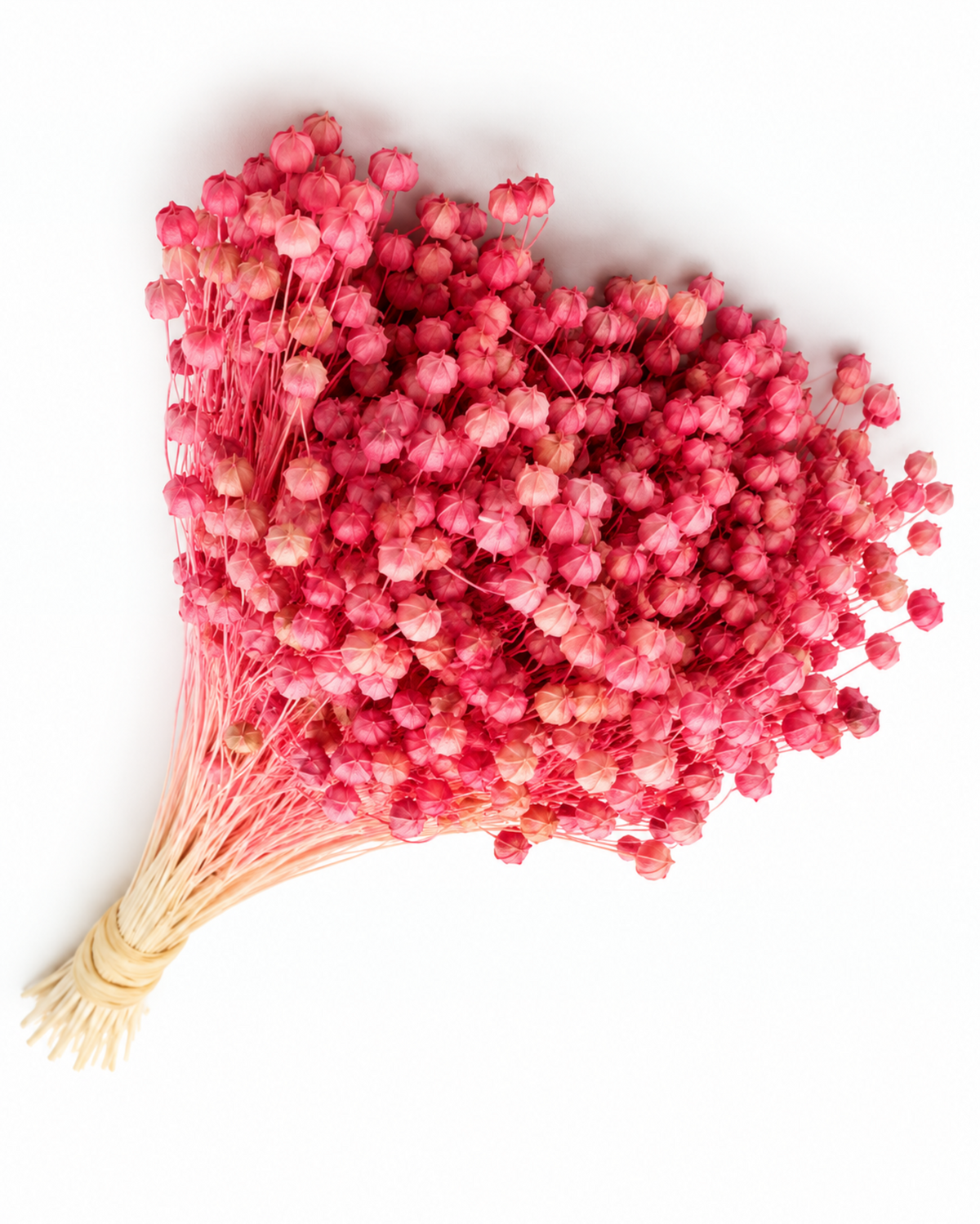 Pink Dried Flax Stems - Linum - 95 g / 40 cm