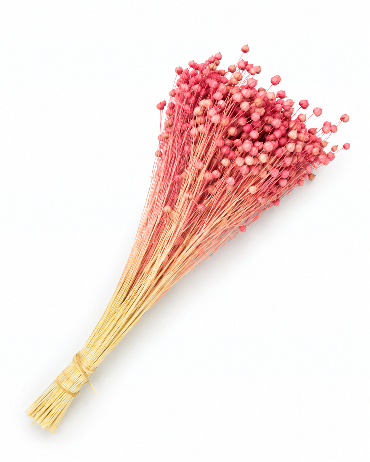 Pink Dried Flax Stems - Linum - 95 g / 40 cm