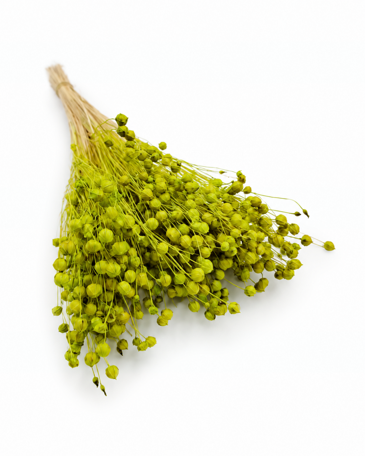 Green Dried Flax Stems - Linum - 95 g / 40 cm