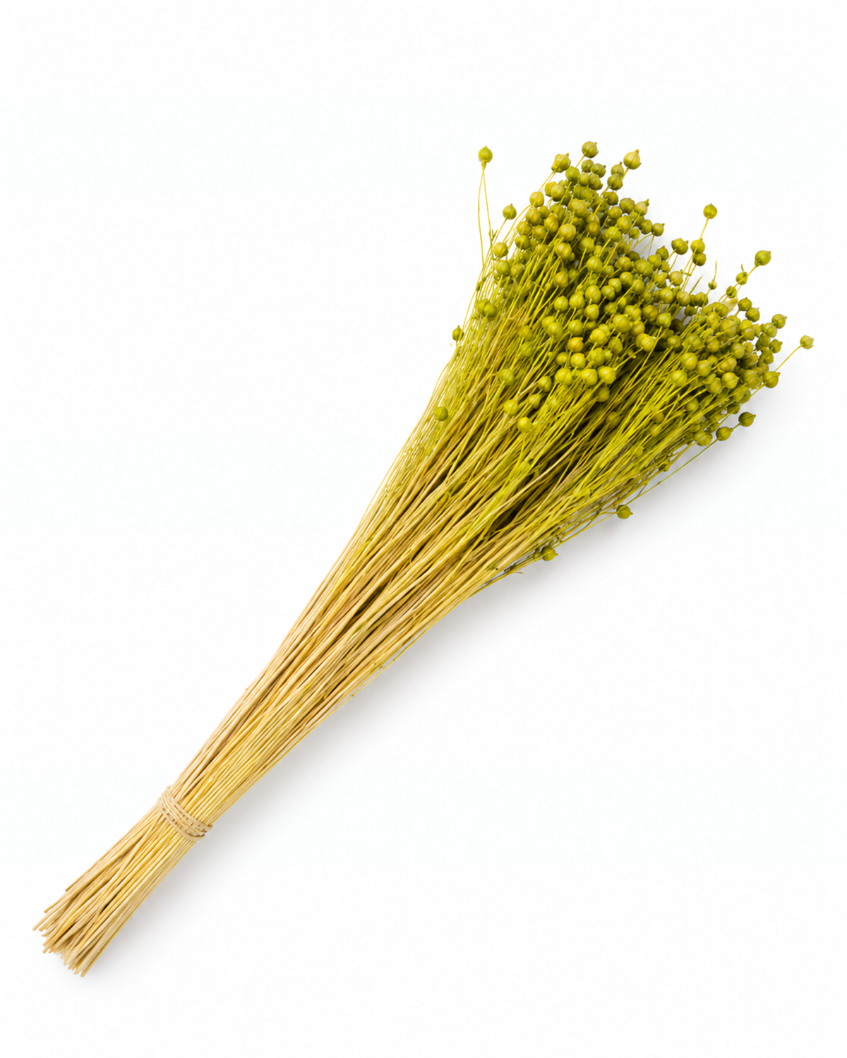 Green Dried Flax Stems - Linum - 95 g / 40 cm
