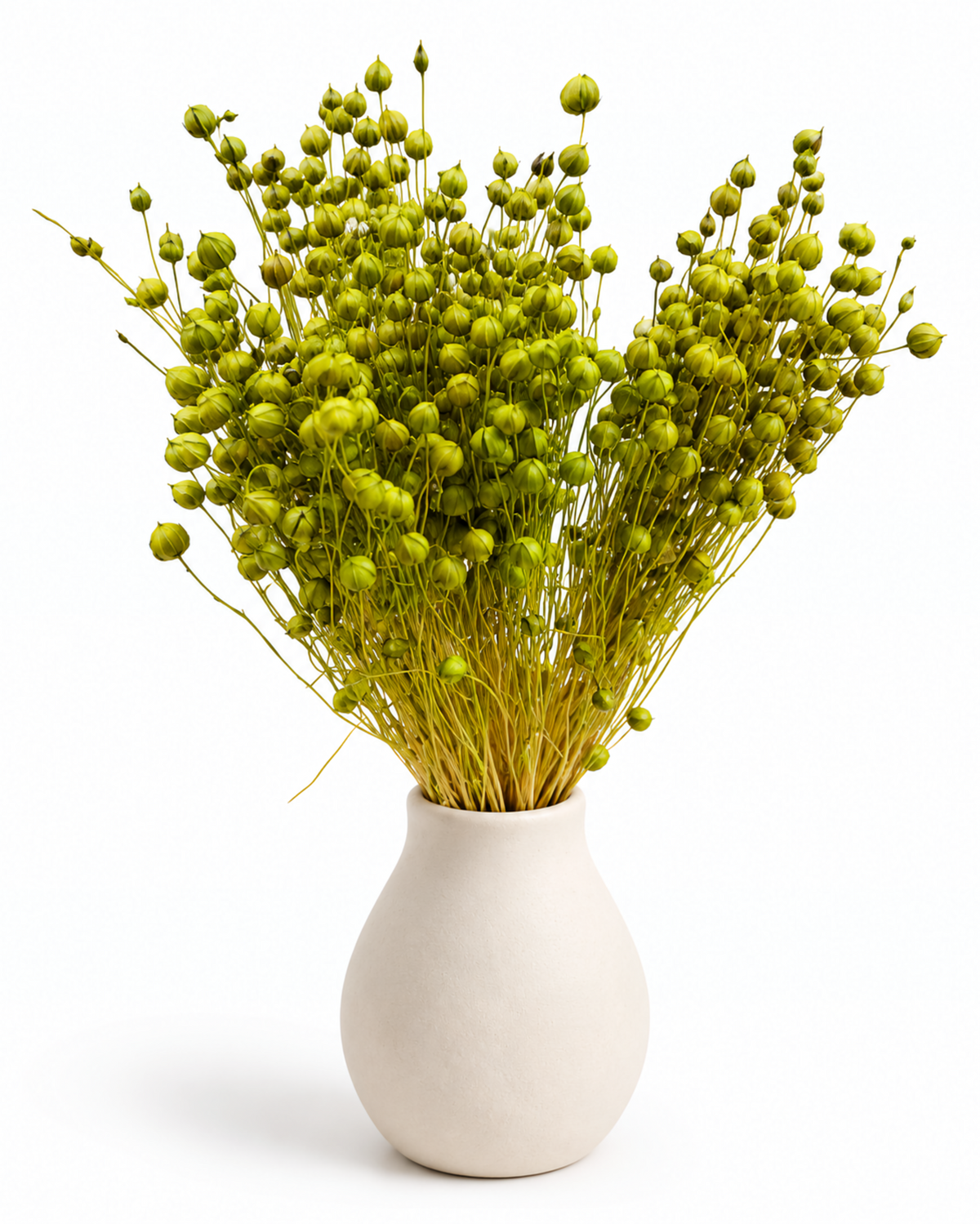 Green Dried Flax Stems - Linum - 95 g / 40 cm