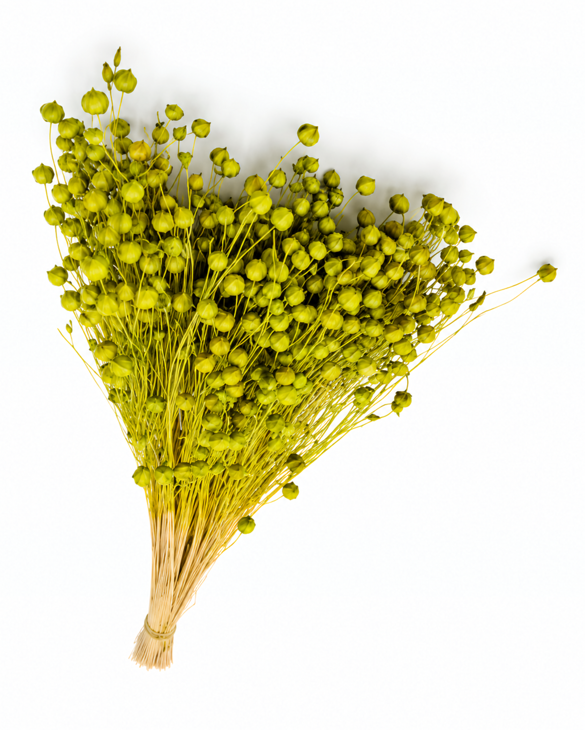 Green Dried Flax Stems - Linum - 95 g / 40 cm