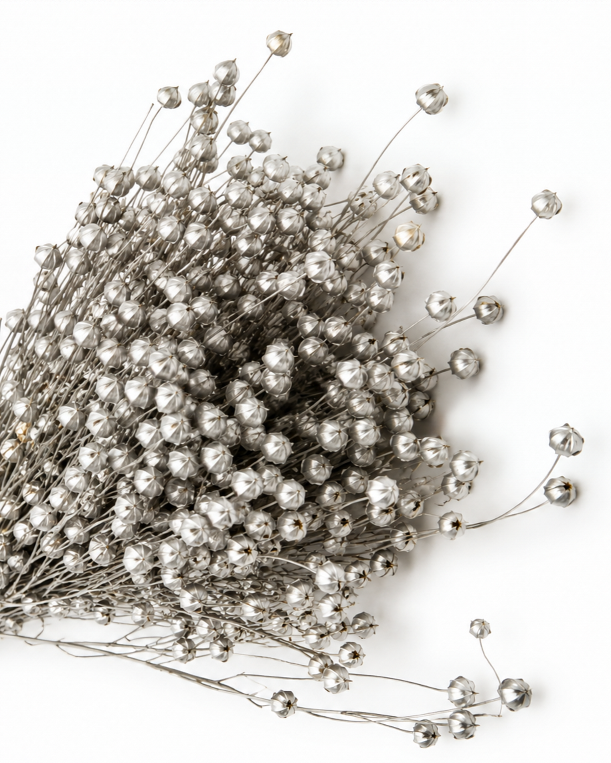 Silver Dried Flax Stems - Linum - 95 g / 40 cm