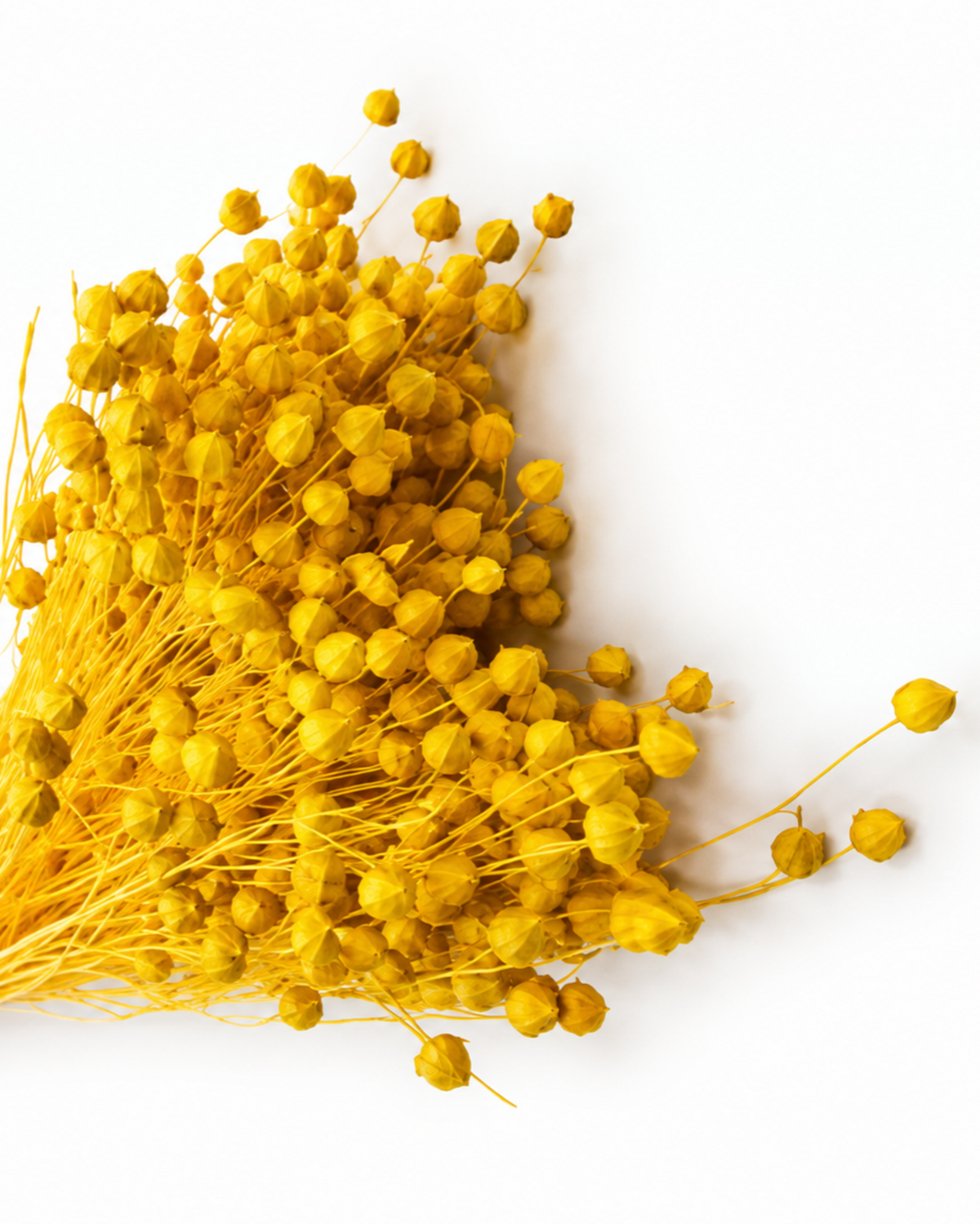 Yellow Dried Flax Stems - Linum - 95 g / 40 cm