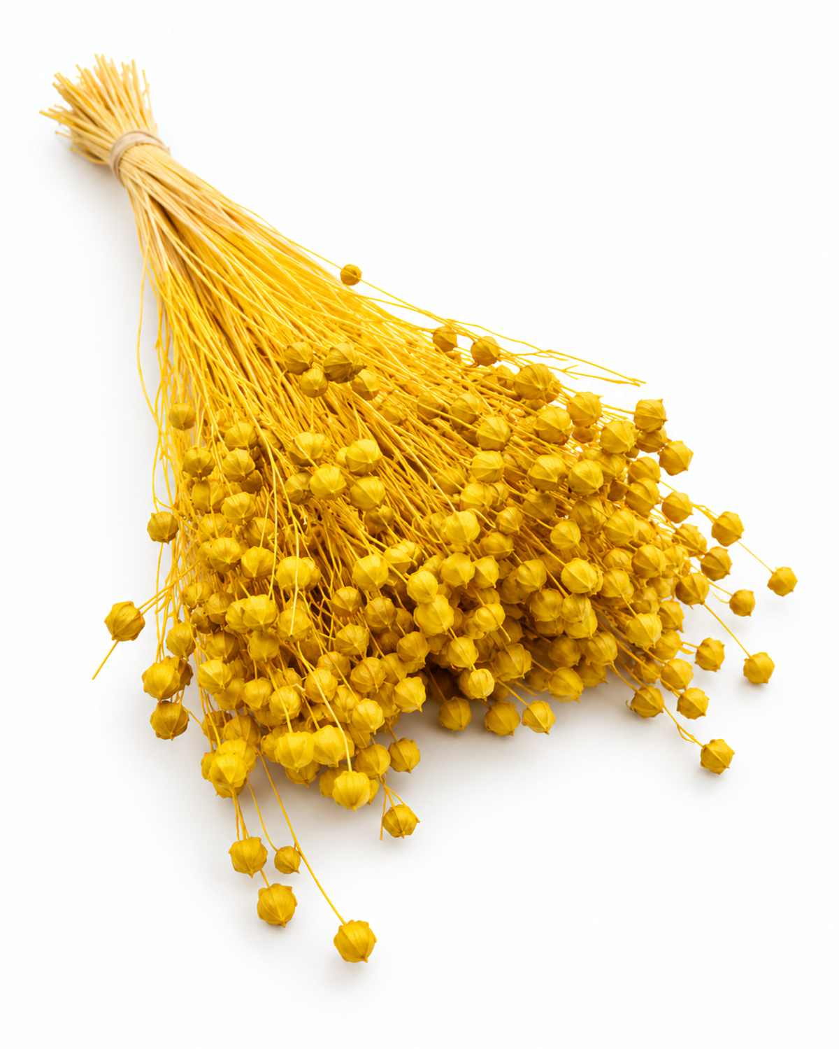 Yellow Dried Flax Stems - Linum - 95 g / 40 cm