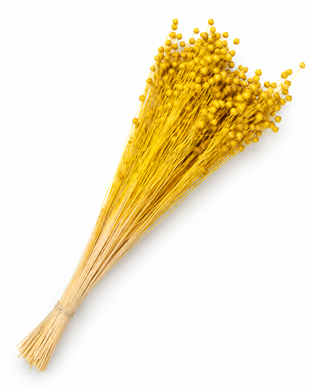 Yellow Dried Flax Stems - Linum - 95 g / 40 cm
