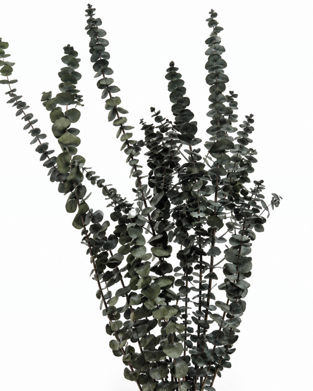 Preserved Green Foliage Branches
