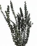 Preserved Green Foliage Branches