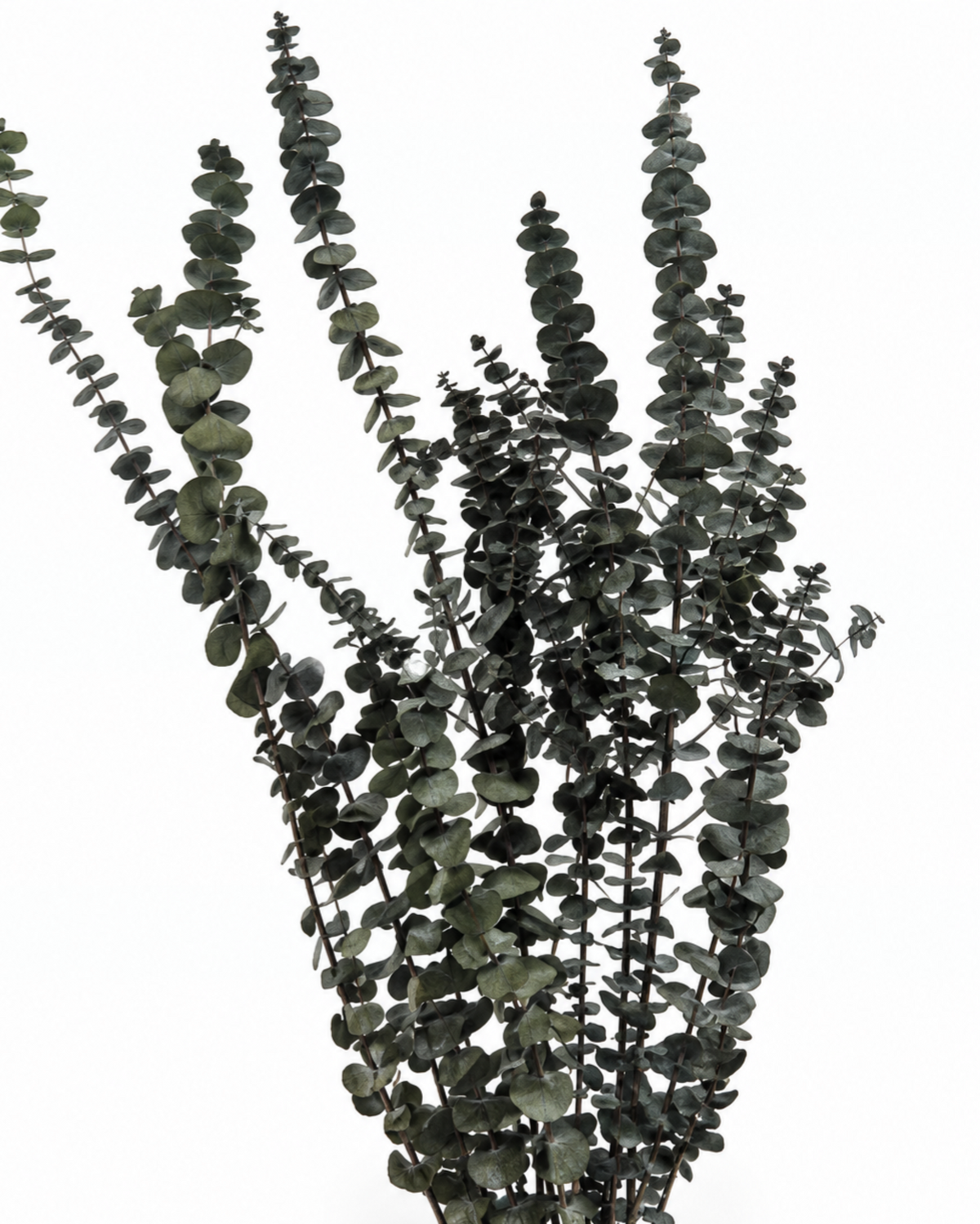 Preserved Green Foliage Branches