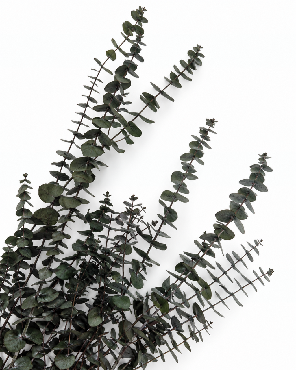 Preserved Green Foliage Branches