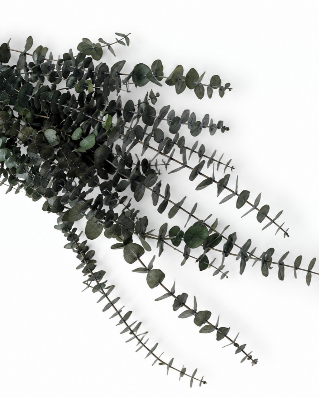 Preserved Green Foliage Branches