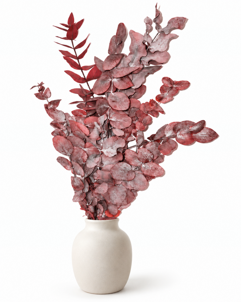 Preserved Burgundy Red Eucalyptus Cinerea Stems - 120-150 g / 50-60 cm