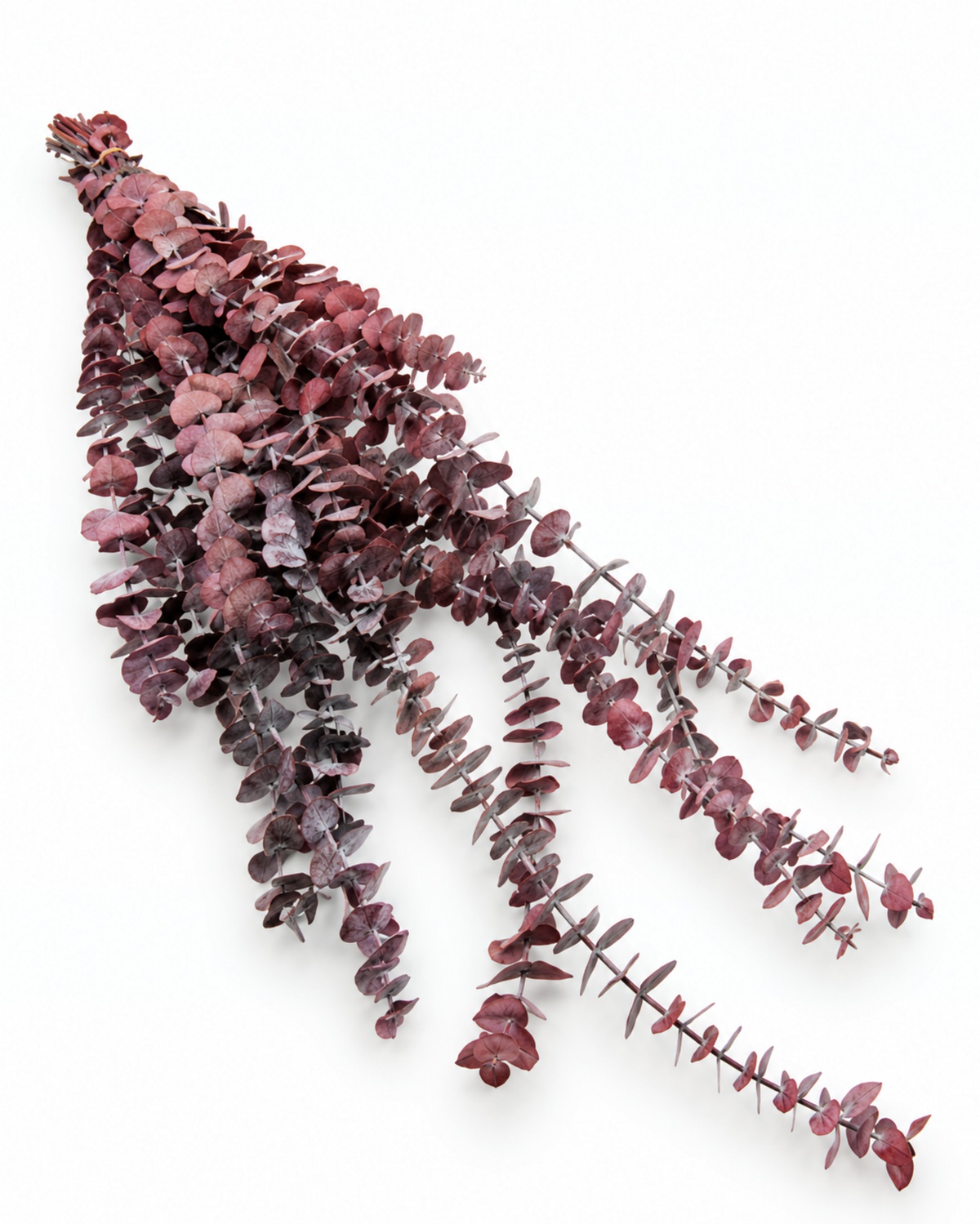 Preserved Baby Eucalyptus Stems - Red - 150 g / 60 cm