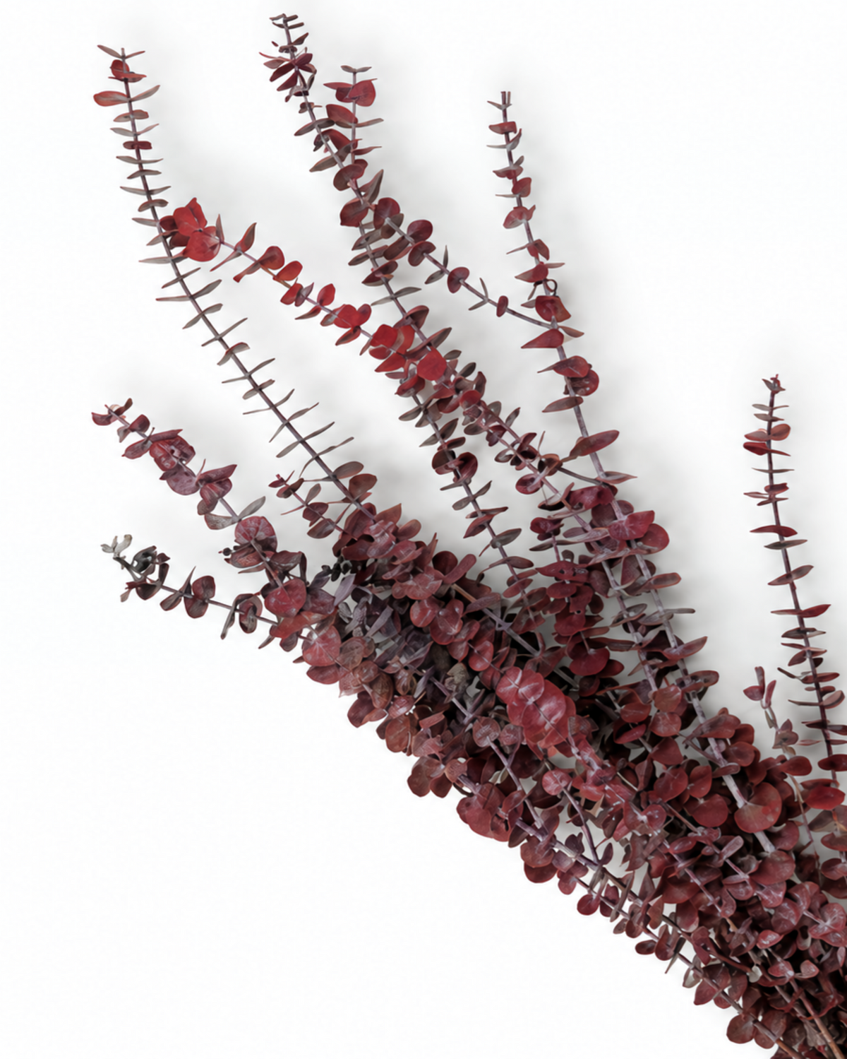 Preserved Baby Eucalyptus Stems - Red - 150 g / 60 cm