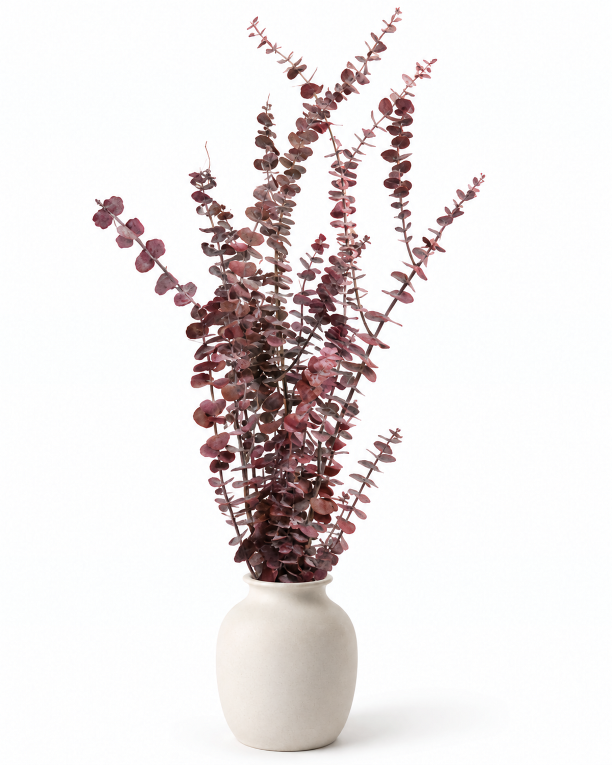 Preserved Baby Eucalyptus Stems - Red - 150 g / 60 cm
