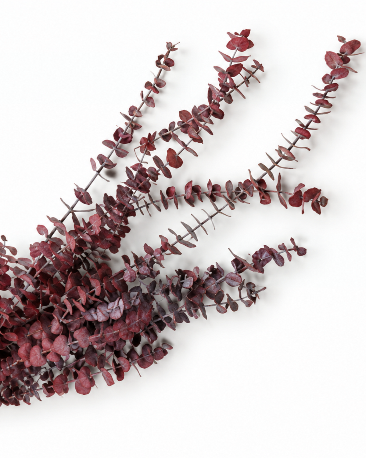 Preserved Baby Eucalyptus Stems - Red - 150 g / 60 cm