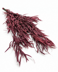 Ramo de Hastes de Rumex Secas - Botânicos Naturais de Labaça Selvagem 55-60cm