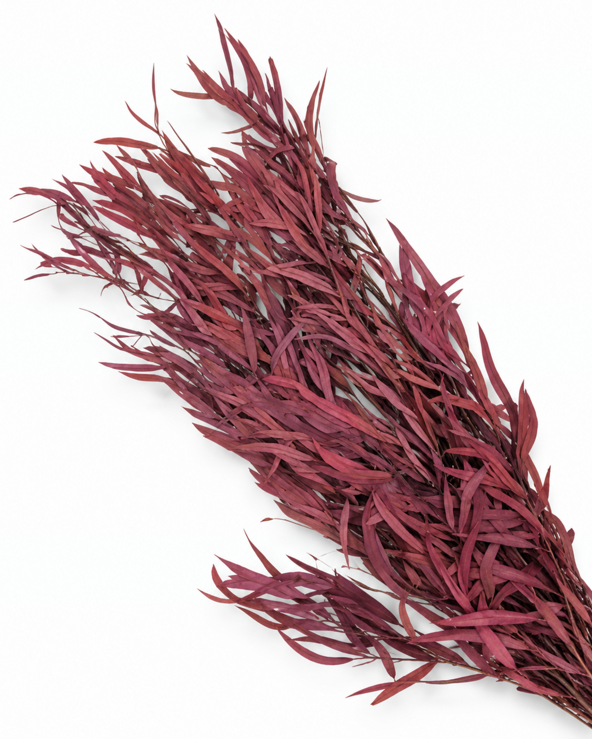 Ramo de Hastes de Rumex Secas - Botânicos Naturais de Labaça Selvagem 55-60cm