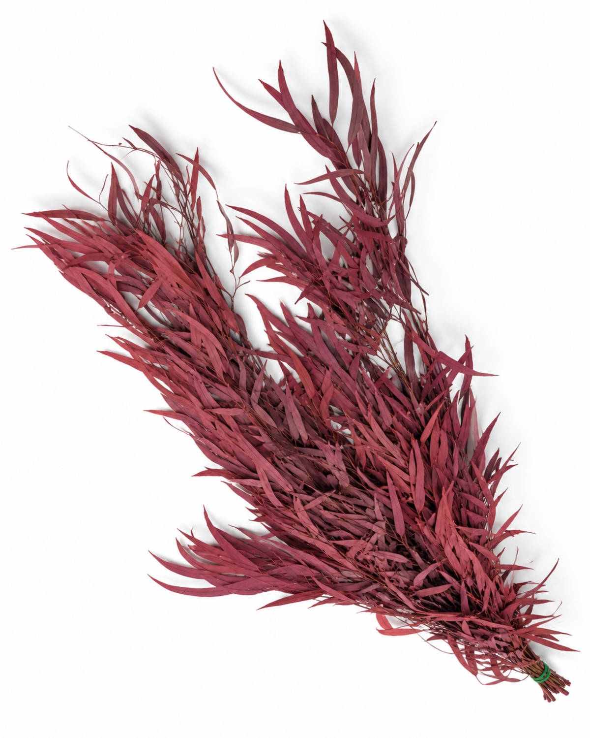 Ramo de Hastes de Rumex Secas - Botânicos Naturais de Labaça Selvagem 55-60cm