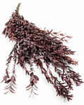 Preserved Parvifolia Eucalyptus Stems - Red - 150 g / 60 cm
