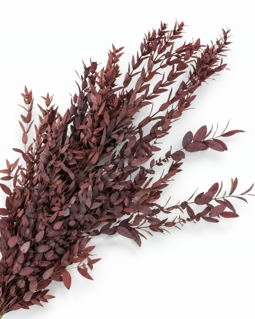 Preserved Parvifolia Eucalyptus Stems - Red - 150 g / 60 cm