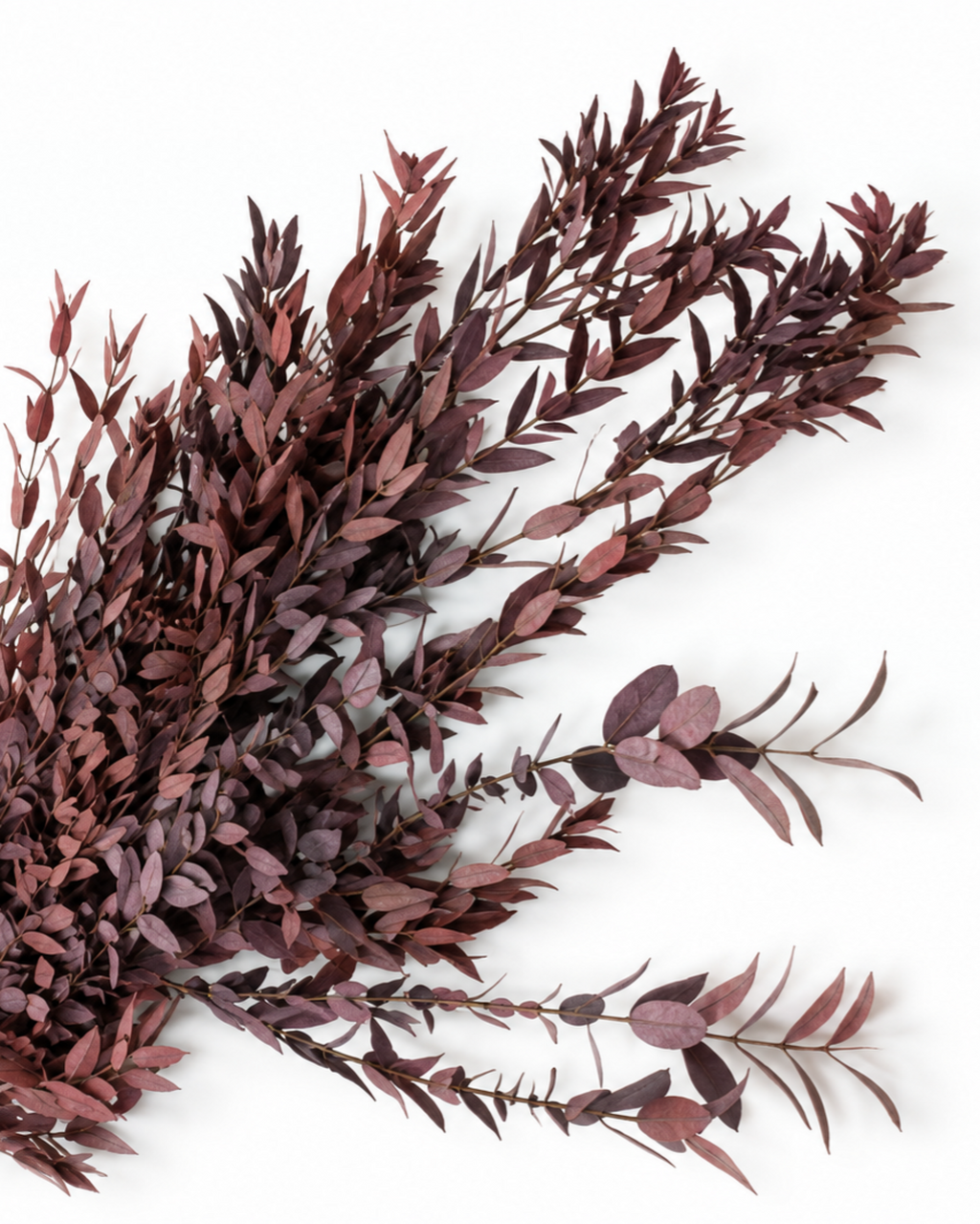 Preserved Parvifolia Eucalyptus Stems - Red - 150 g / 60 cm