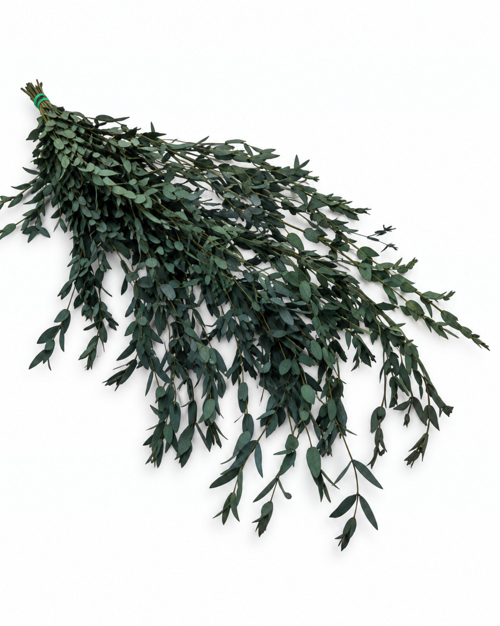 Preserved Greenery Bundle