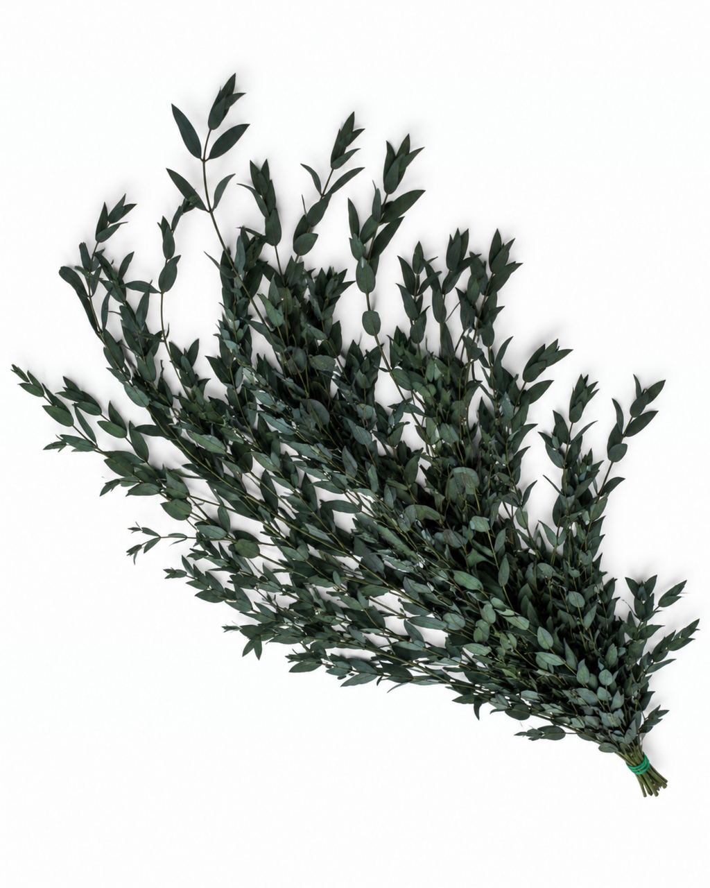 Preserved Greenery Bundle