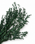 Preserved Greenery Bundle
